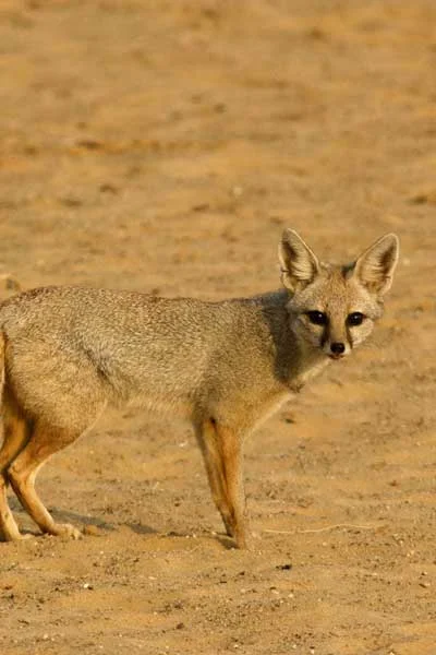 Desert fox Jaisalmer Tour Package