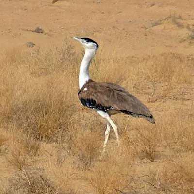 Desert National Park