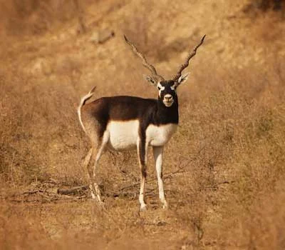 Blackbuck Jaisalmer