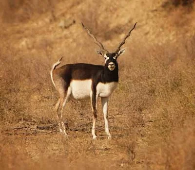 Jaisalmer Desert National Park Blackbuck