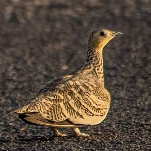 Sandgrouse