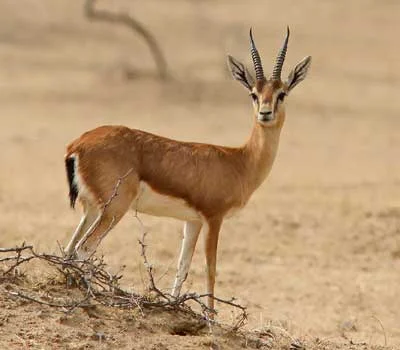 Chinkara Jaisalmer