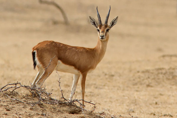 Chinkara