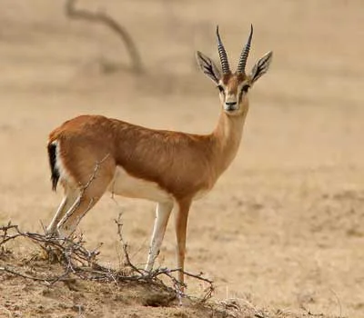 Jaisalmer Desert National Park Chinkara