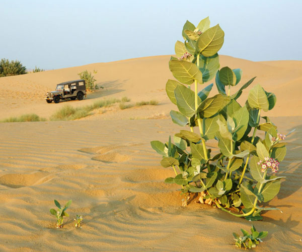 Desert Flora