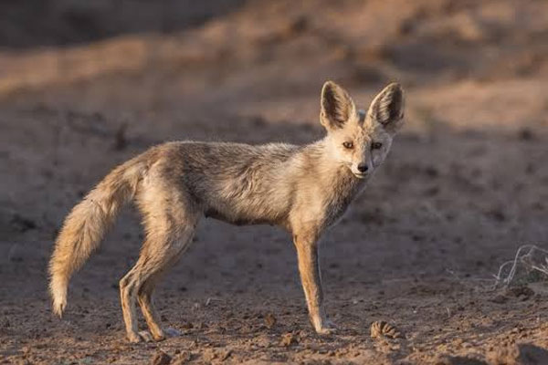 Desert Fox