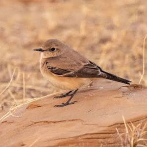 Desert Wheatear