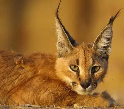 Jaisalmer Desert National Park Desert cat