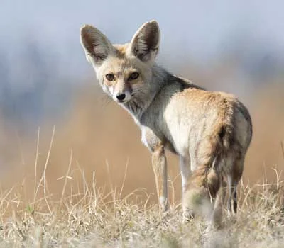 Jaisalmer Desert National Park Desert Fox