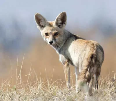 Desert Fox Jaisalmer Desert National Park