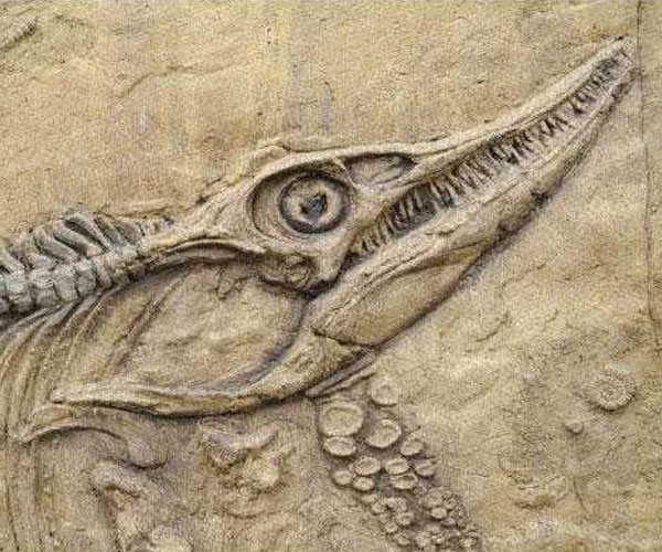 Fossil Park
