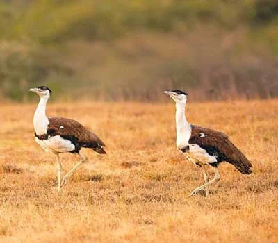 Jaisalmer Desert National Park Great Indian Bustard