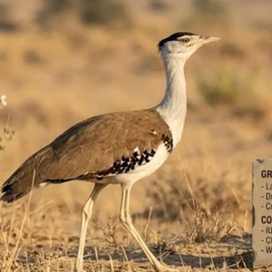 Great Indian Bustard