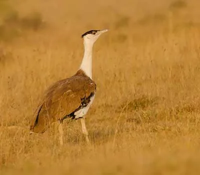 Great Indian Bustard