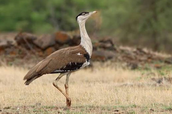 Great Indian Bustard