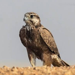 Laggar Falcon