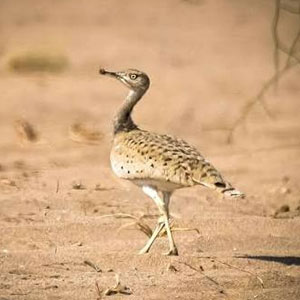 MacQueen's Bustard