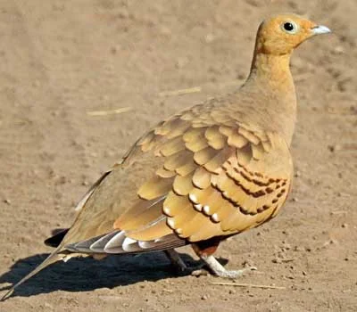 Jaisalmer Desert National Park Sandgrouse