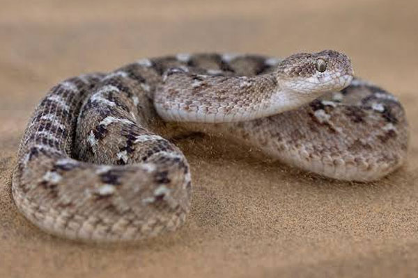 Saw-scaled Viper