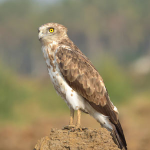 Short-toed Eagle