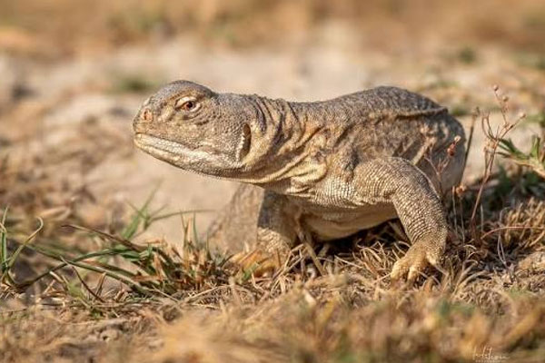 Spiny-tailed Lizard
