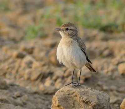 Jaisalmer Desert National Park  larks